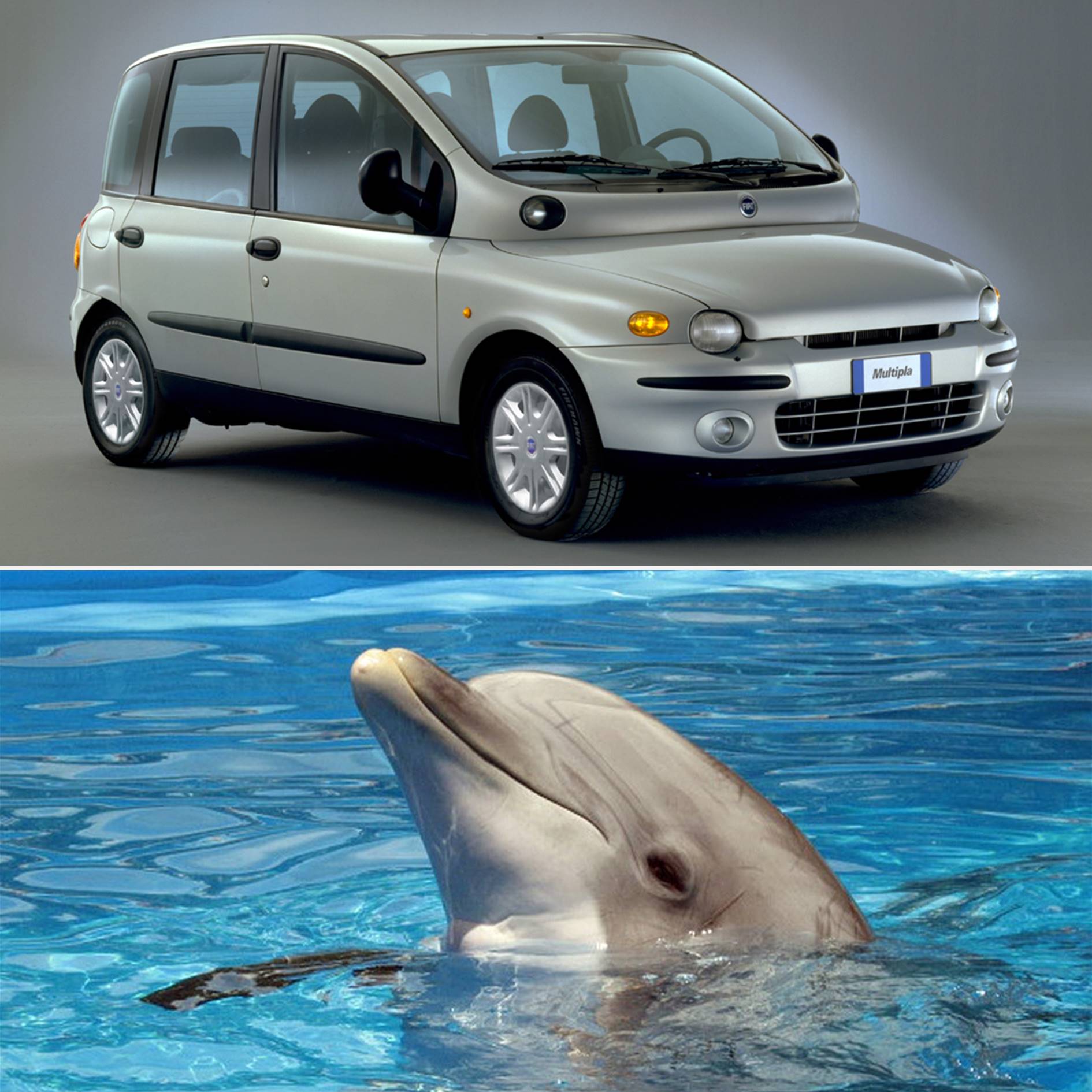 Fiat Multipla and a dolphin