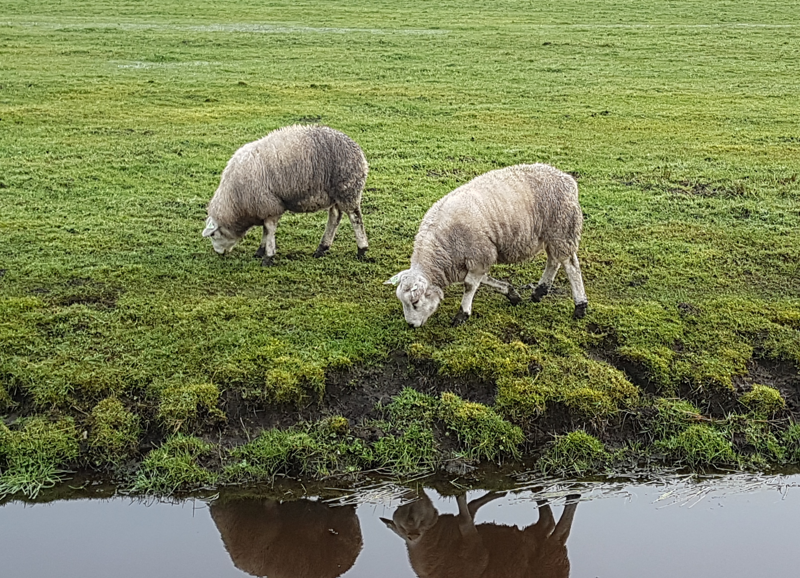 Sheep